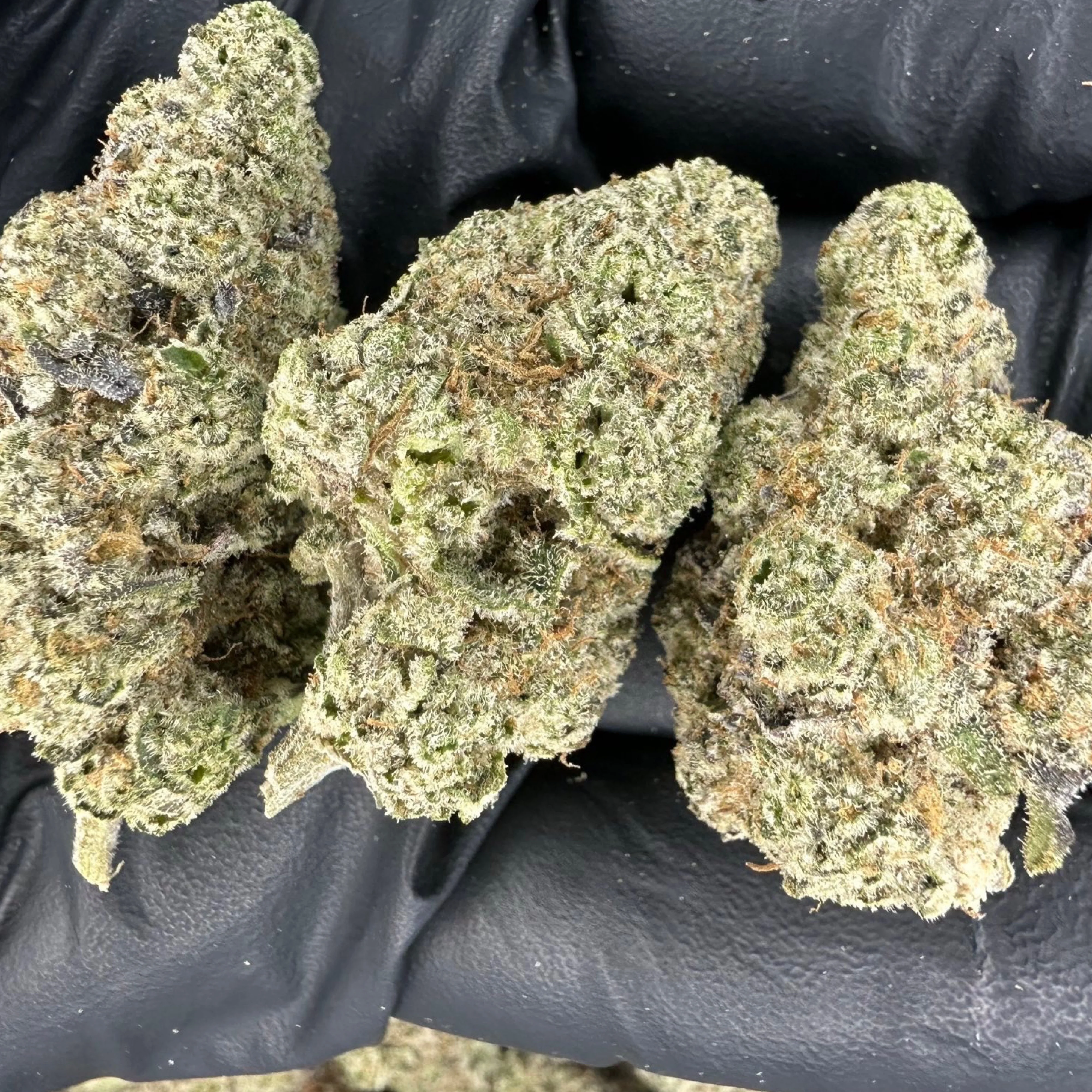 THCa Flower | Bubblegum Gelato Exotic - Image 3