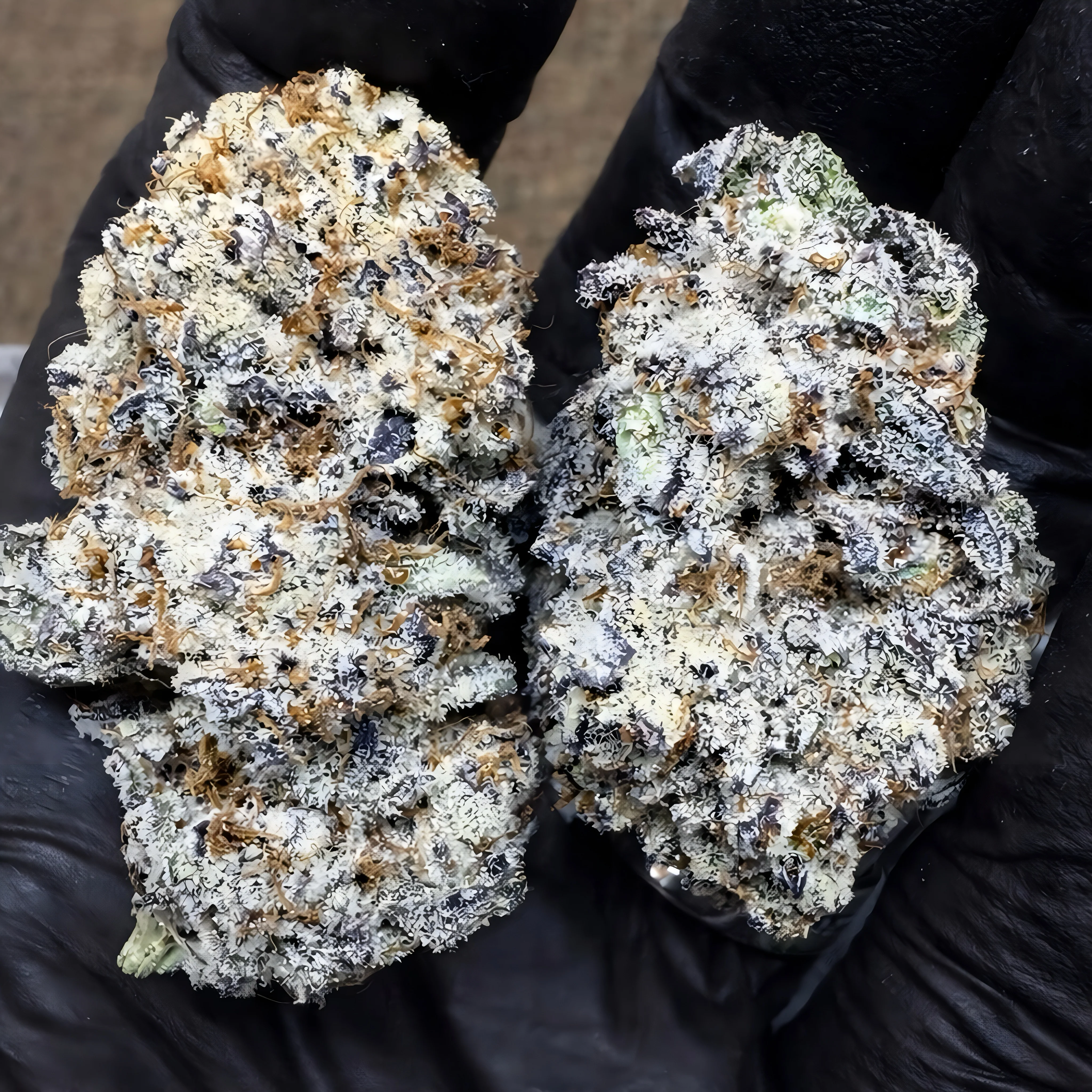 THCa Flower | Purple Punch Exotic - Image 2