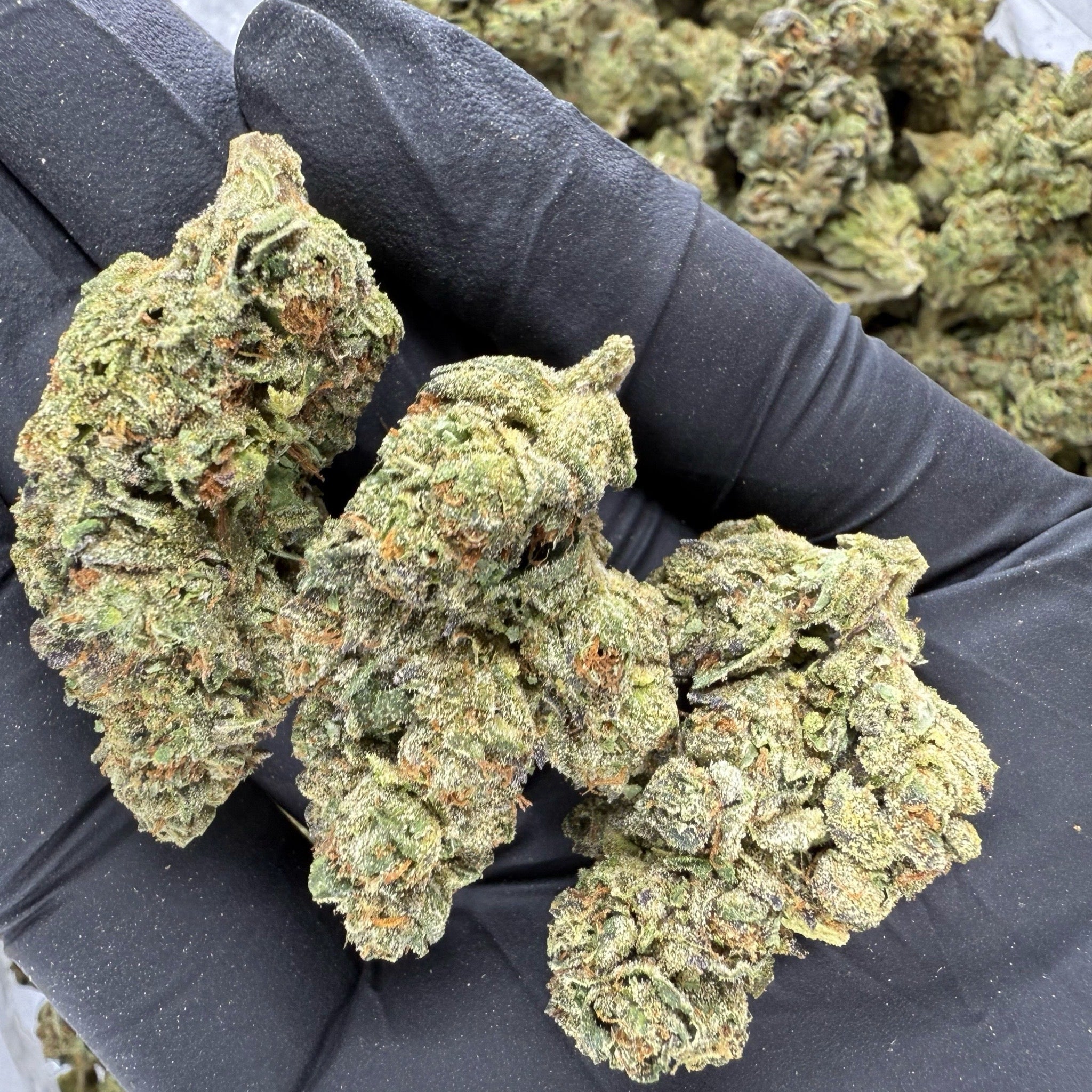 THCa Flower | Mendo Breath - Image 2