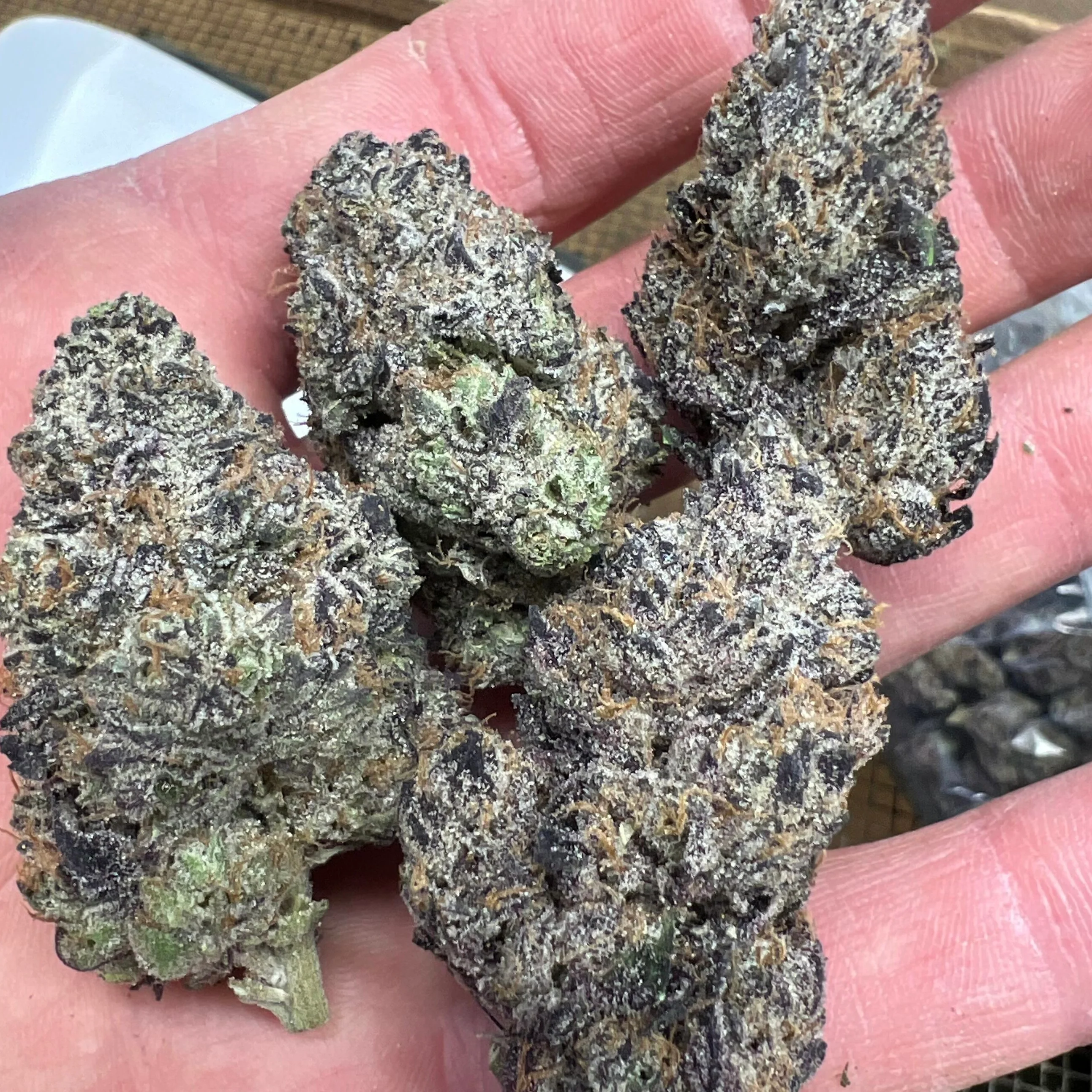 THCa Flower | Hash Burger Exotic - Image 2