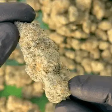 Hawaiian Snowcone THCa Flower - Image 3