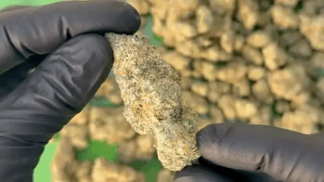 Hawaiian Snowcone THCa Flower - Image 6