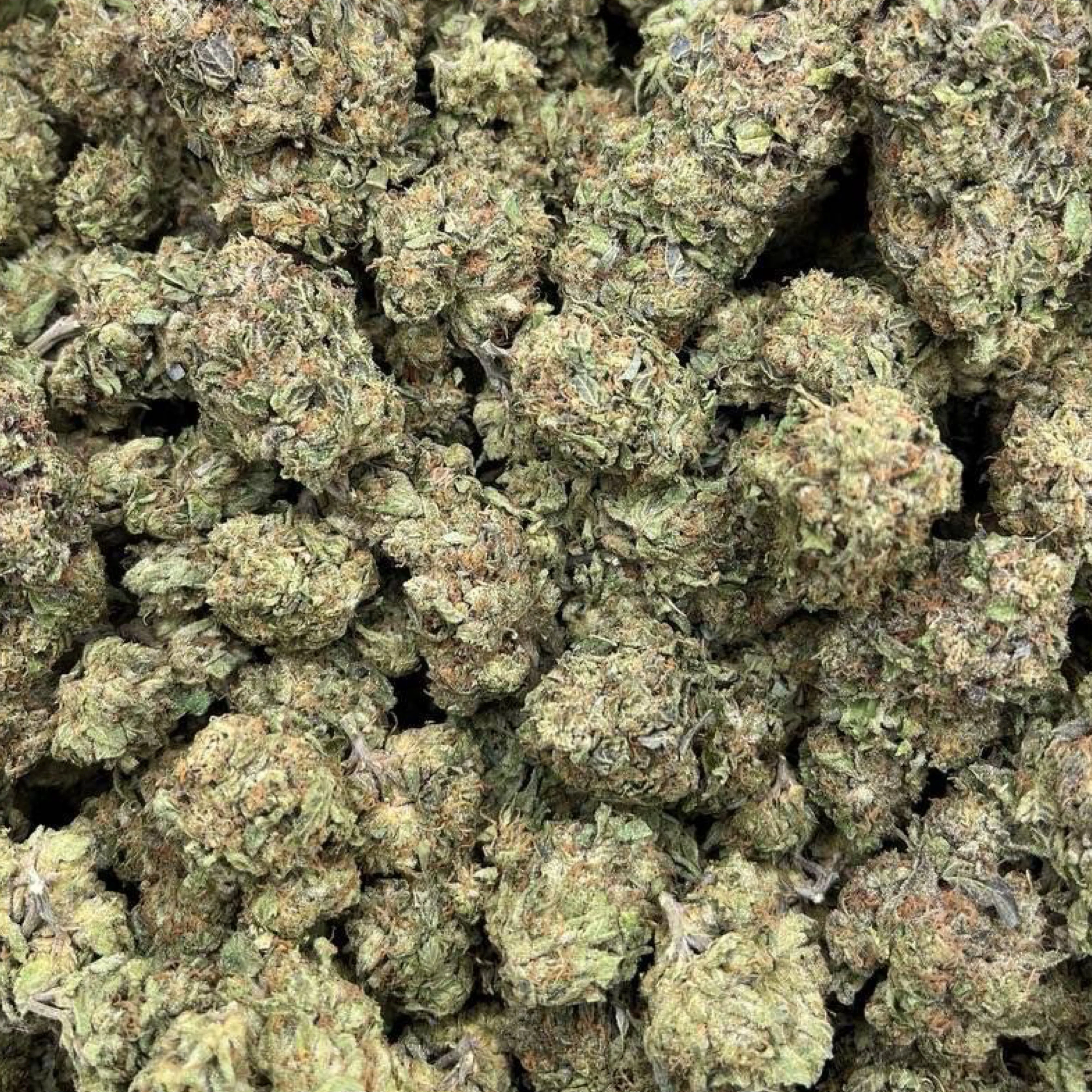 THCa Flower | Jet Fuel Gelato - Image 2