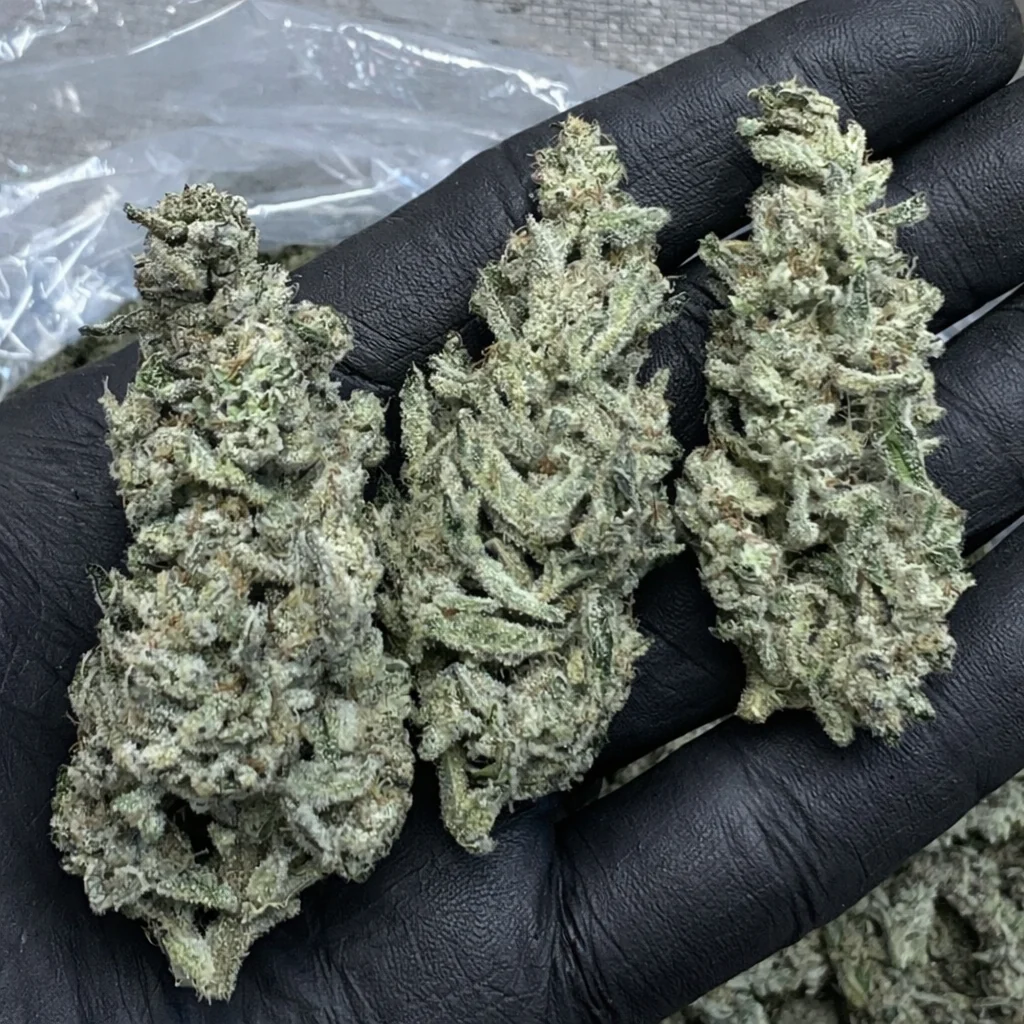 THCa Flower | White Kush 14g - Image 3