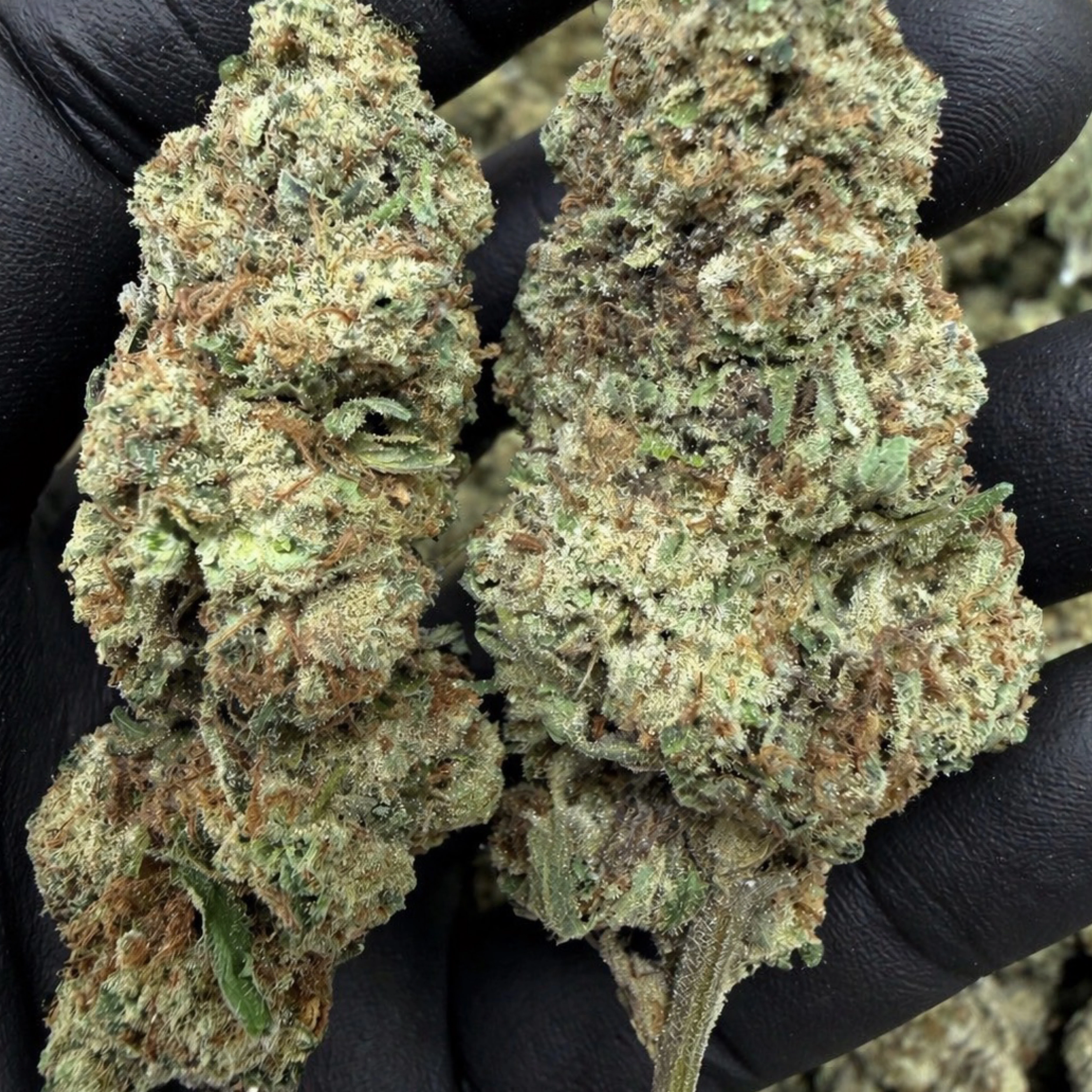 THCa Flower | Blueberry Pie 14g - Image 2