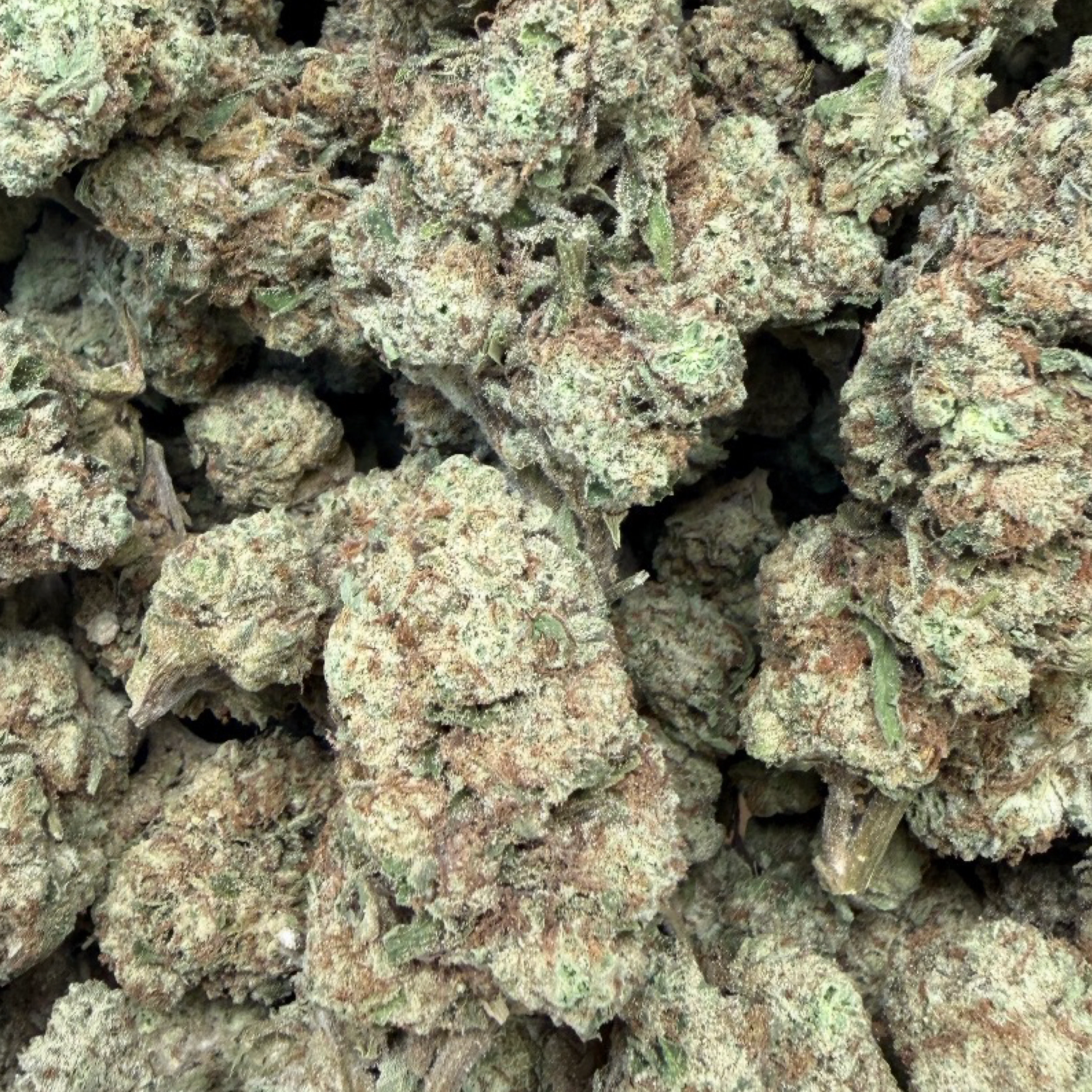 THCa Flower | Blueberry Pie 14g - Image 3