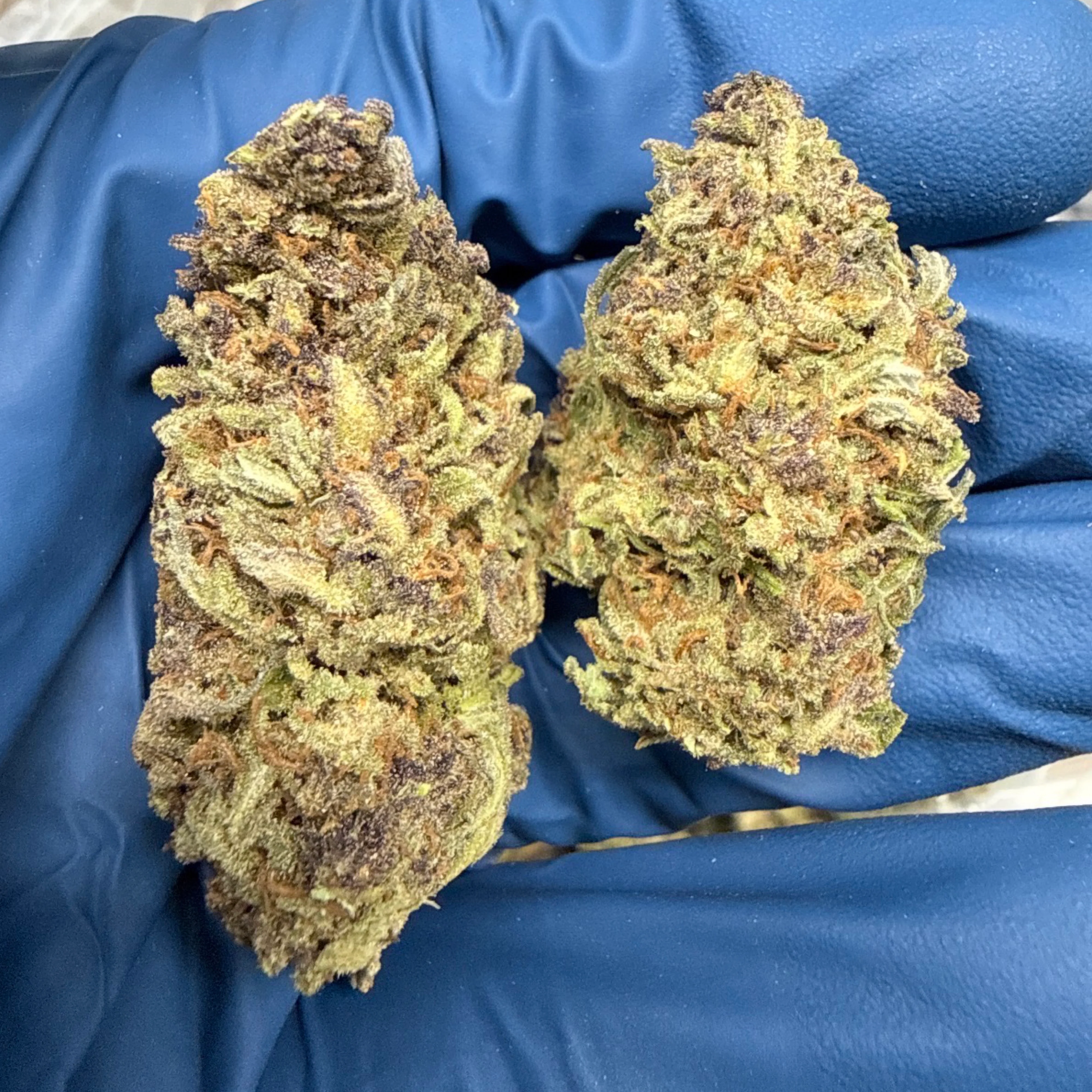 THCa Flower | Gelato 14g - Image 2