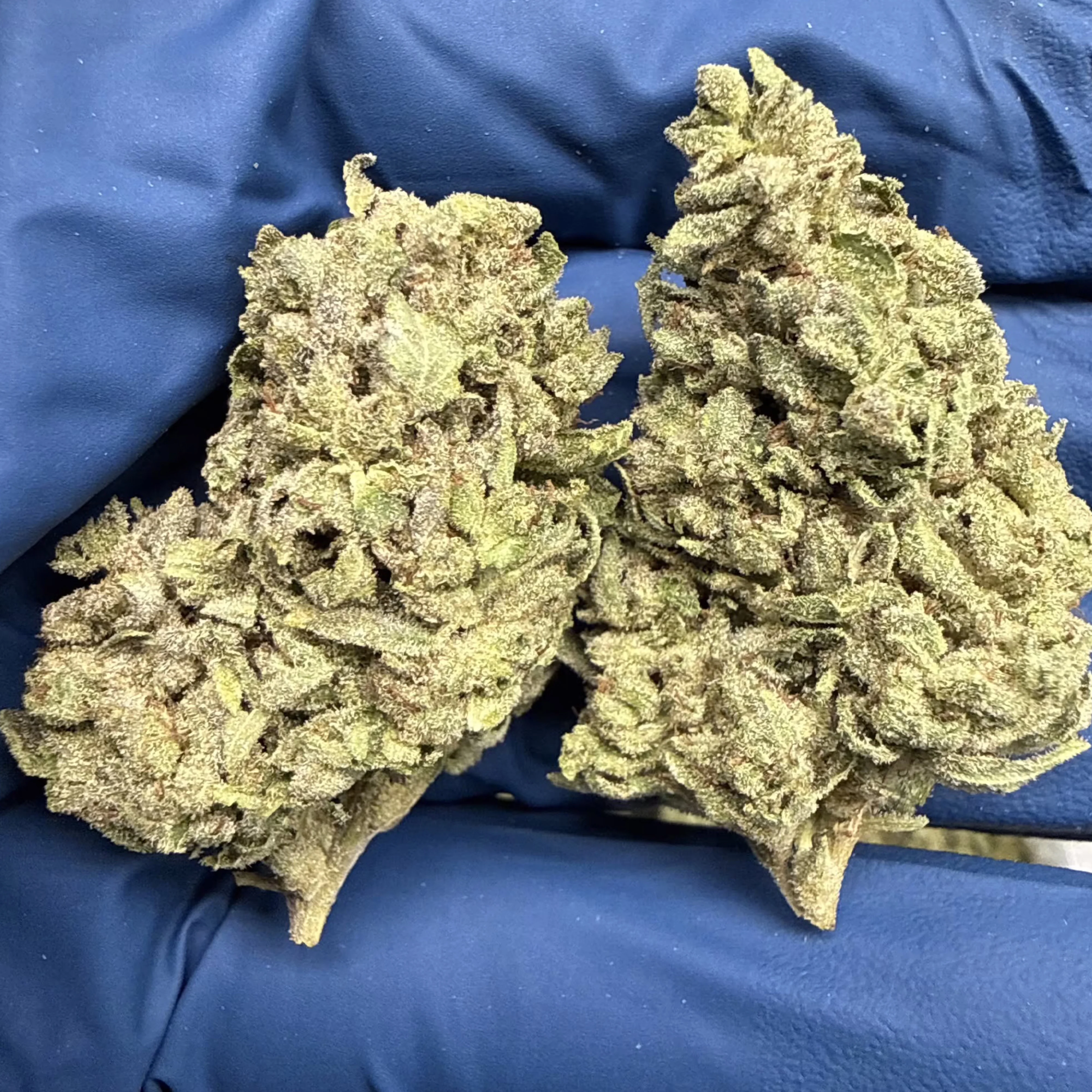 THCa Flower | Gorilla Glue #4 | 14g - Image 3