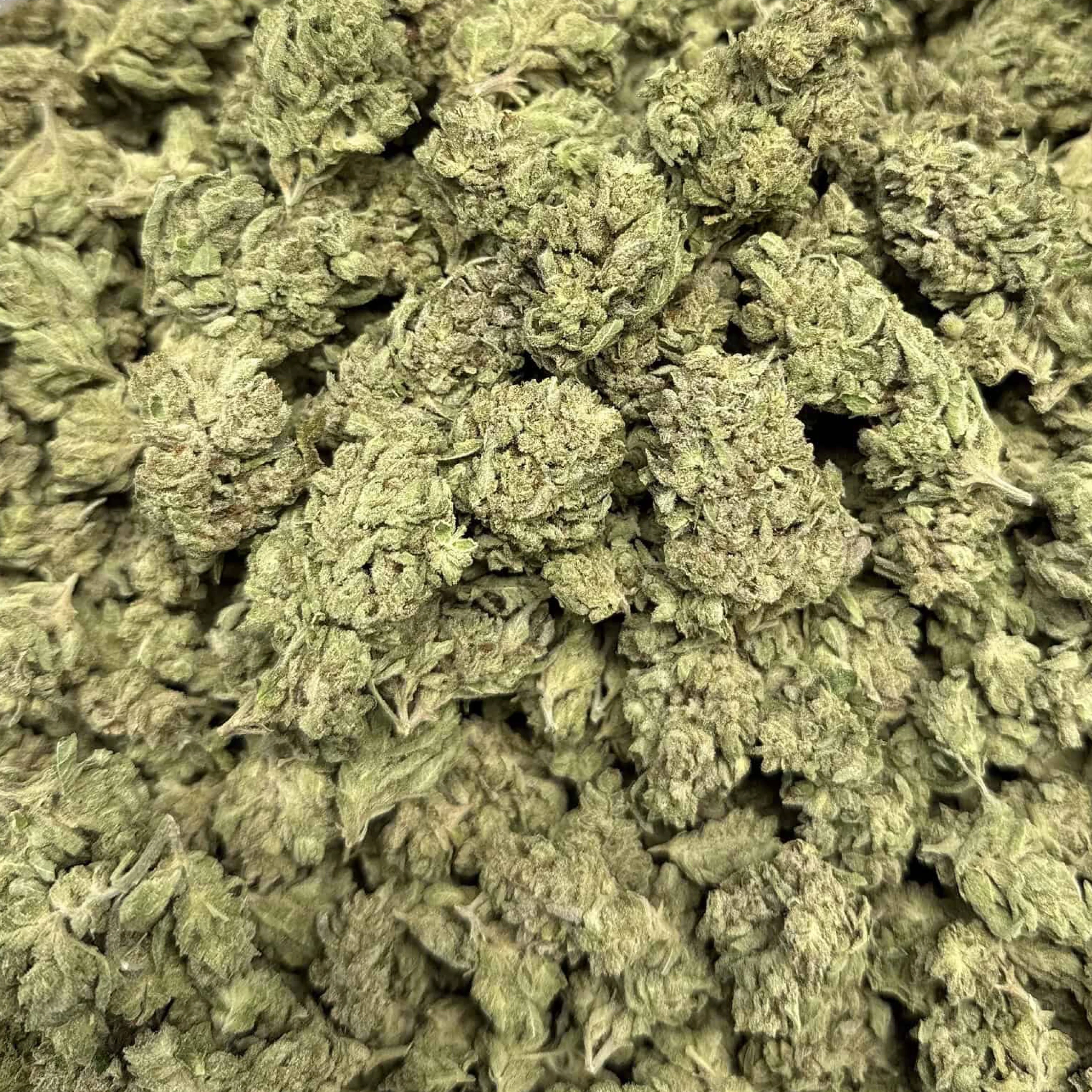 THCa Flower | Gorilla Glue #4 | 14g - Image 4