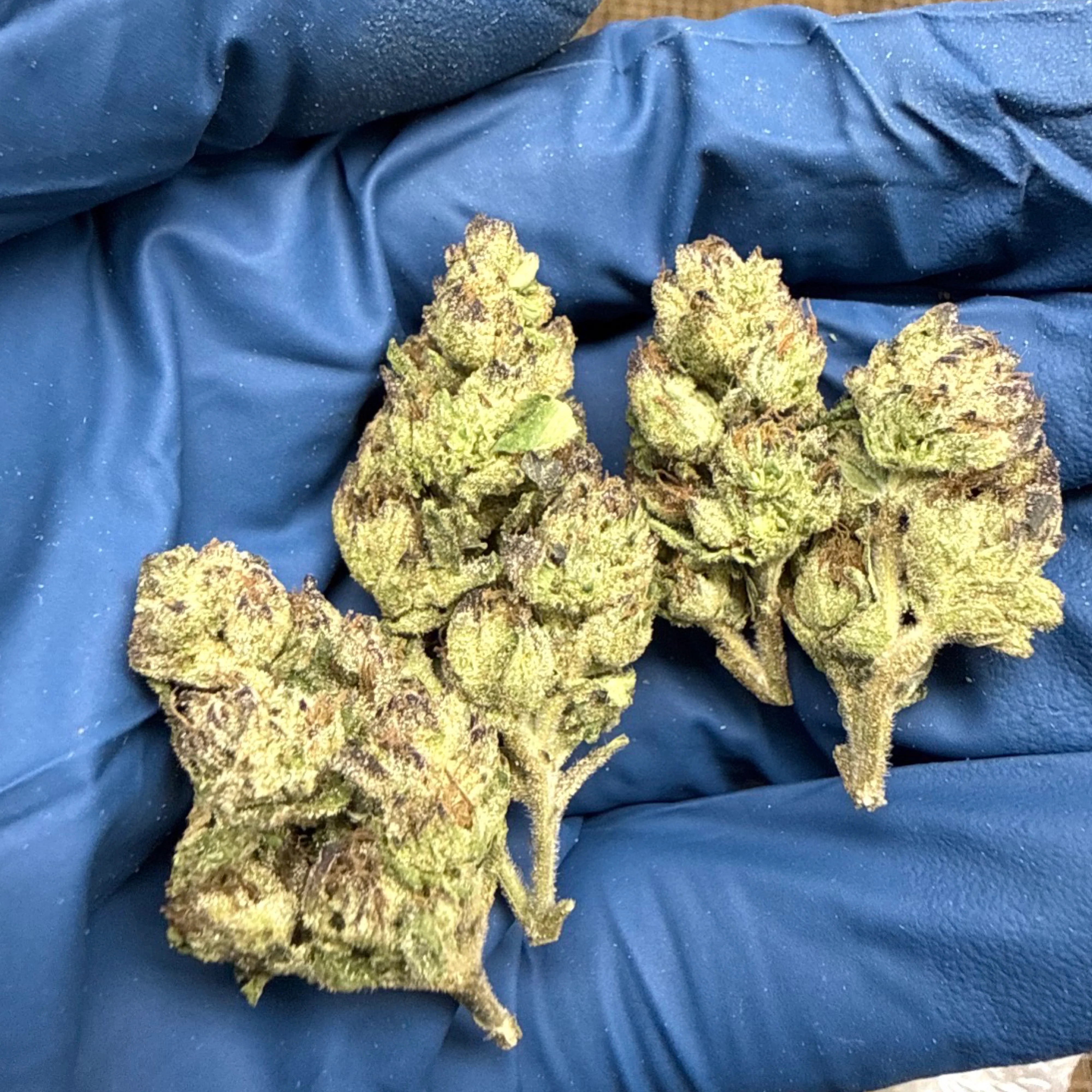 THCa Flower | Lemon Cherry Gelato Exotic Smalls 14g - Image 2